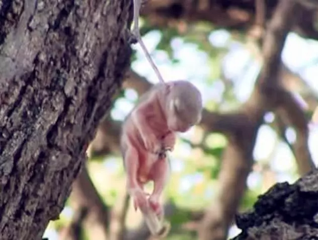 遠看樹上掛個嬰兒,走進一看大吃一驚,馬上救了下來!
