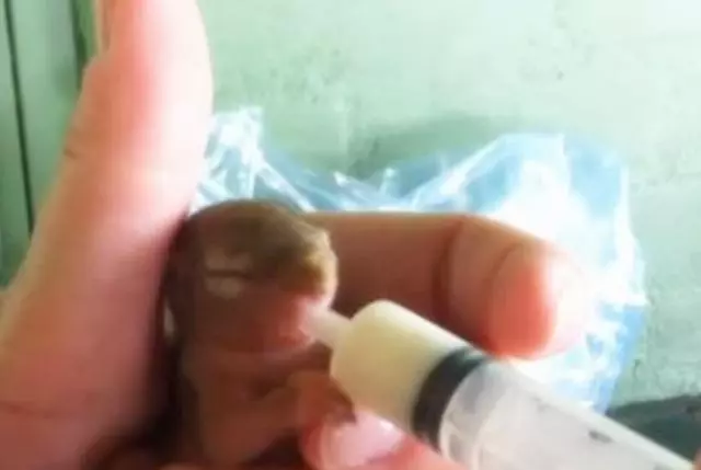 遠看樹上掛個嬰兒,走進一看大吃一驚,馬上救了下來!