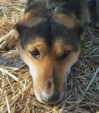 農村土狗被拴住8年,臨死之前主人放開老狗,狗狗哭得全身抽搐!