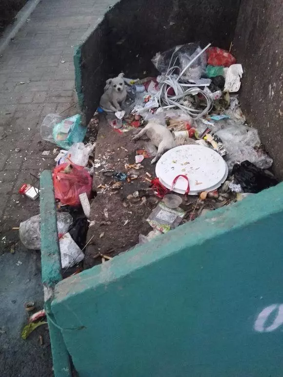 狗狗徘徊垃圾堆不願離開,走進一看,知道真相的我早已淚流滿面!