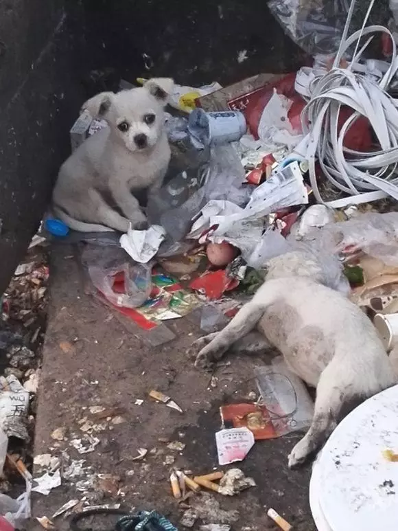 狗狗徘徊垃圾堆不願離開,走進一看,知道真相的我早已淚流滿面!