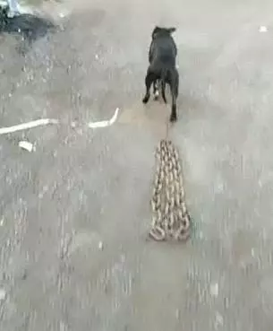 烈日炎炎下狗狗負重前行,累的走不動,主人美其名曰訓練狗狗,實際上這是在摧殘牠啊!