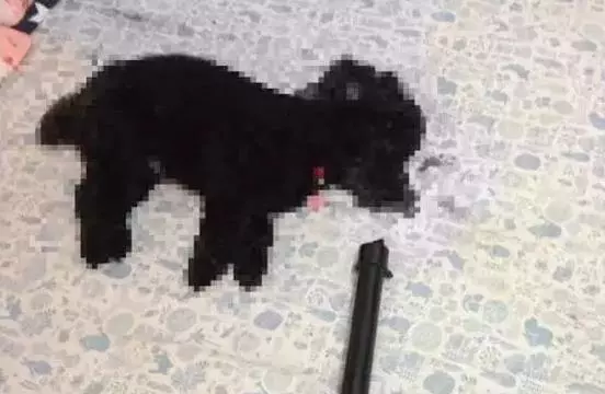 臺灣板橋男子因瑣事,當著女友的面把小狗活活打死,兩人婚期將至,結果……