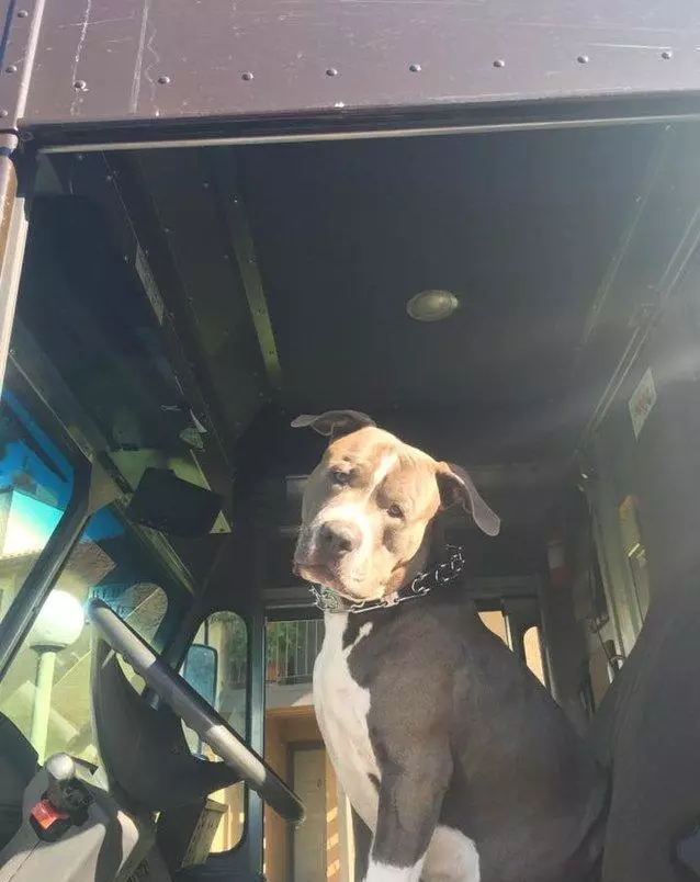 每次送快遞都一隻可愛的鬥牛犬跑過來,可近期卻失去蹤影,知道真相很悲傷,決定收養它!