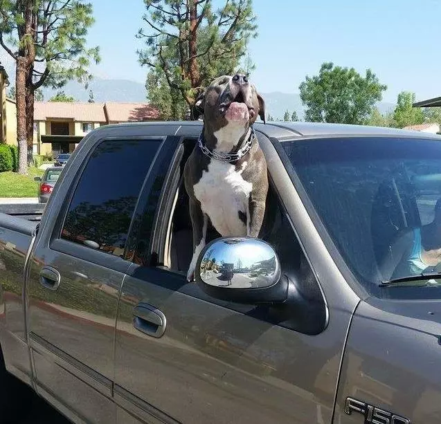每次送快遞都一隻可愛的鬥牛犬跑過來,可近期卻失去蹤影,知道真相很悲傷,決定收養它!