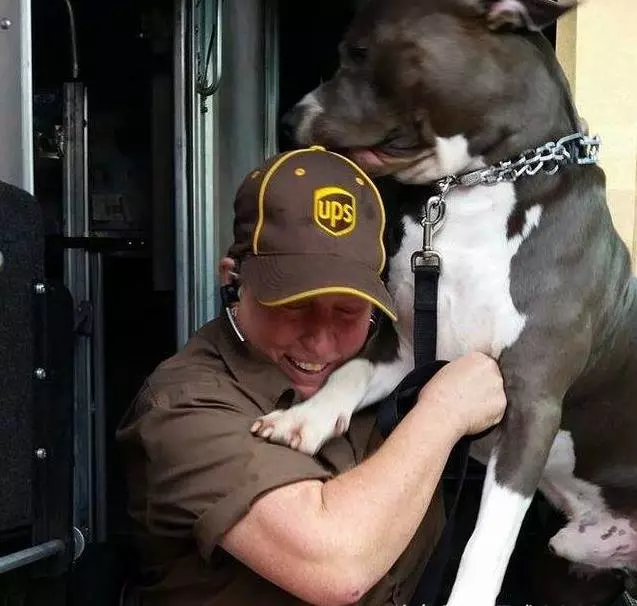 每次送快遞都一隻可愛的鬥牛犬跑過來,可近期卻失去蹤影,知道真相很悲傷,決定收養它!