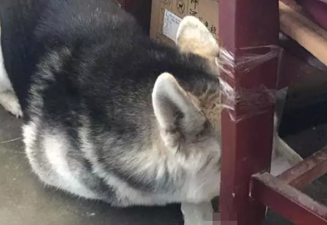 哈士奇把主人錢包咬爛,氣的主人拿出日本戰刀,結果二哈的一個表情,讓主人哭笑不得!