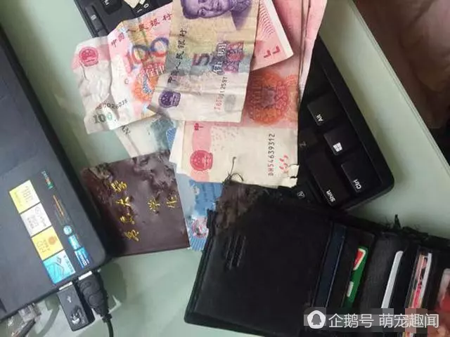 哈士奇把主人錢包咬爛,氣的主人拿出日本戰刀,結果二哈的一個表情,讓主人哭笑不得!