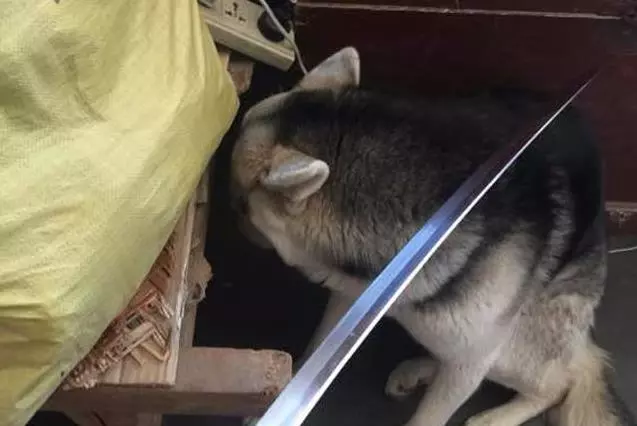 哈士奇把主人錢包咬爛,氣的主人拿出日本戰刀,結果二哈的一個表情,讓主人哭笑不得!