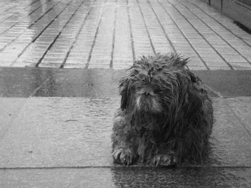 秋雨降臨寒風凜冽,兩隻流浪狗寶寶趴在門口,好像在說能不能給我一點點吃
