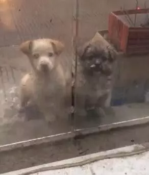 秋雨降臨寒風凜冽,兩隻流浪狗寶寶趴在門口,好像在說能不能給我一點點吃