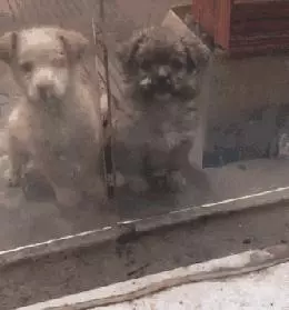秋雨降臨寒風凜冽,兩隻流浪狗寶寶趴在門口,好像在說能不能給我一點點吃