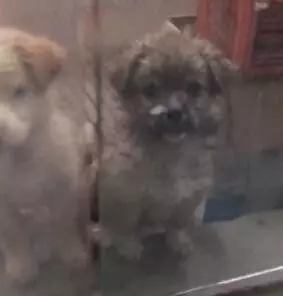 秋雨降臨寒風凜冽,兩隻流浪狗寶寶趴在門口,好像在說能不能給我一點點吃