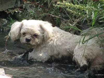 秋雨降臨寒風凜冽,兩隻流浪狗寶寶趴在門口,好像在說能不能給我一點點吃