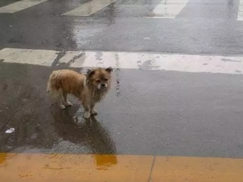 秋雨降臨寒風凜冽,兩隻流浪狗寶寶趴在門口,好像在說能不能給我一點點吃
