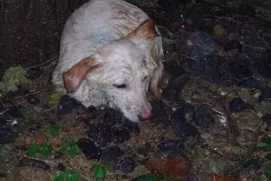 秋雨降臨寒風凜冽,兩隻流浪狗寶寶趴在門口,好像在說能不能給我一點點吃