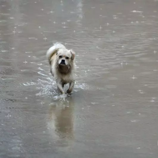 秋雨降臨寒風凜冽,兩隻流浪狗寶寶趴在門口,好像在說能不能給我一點點吃