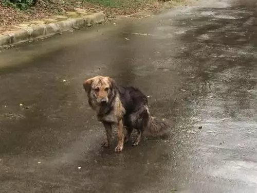 秋雨降臨寒風凜冽,兩隻流浪狗寶寶趴在門口,好像在說能不能給我一點點吃