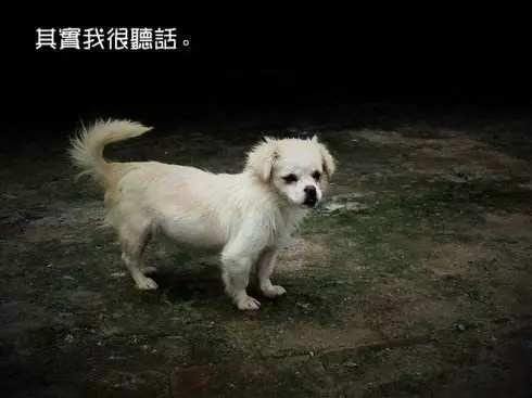 秋雨降臨寒風凜冽,兩隻流浪狗寶寶趴在門口,好像在說能不能給我一點點吃