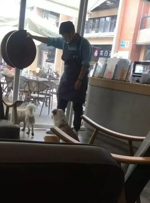 流浪狗跑到奶茶店乘涼,老闆不但沒趕走反而這樣做,顧客紛紛稱讚!
