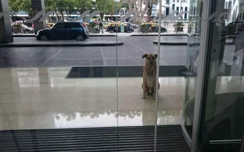 流浪狗跑到奶茶店乘涼,老闆不但沒趕走反而這樣做,顧客紛紛稱讚!