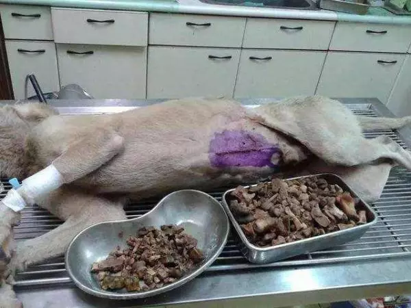 看懂狗狗生病前的5個徵兆,關鍵時刻可以救命