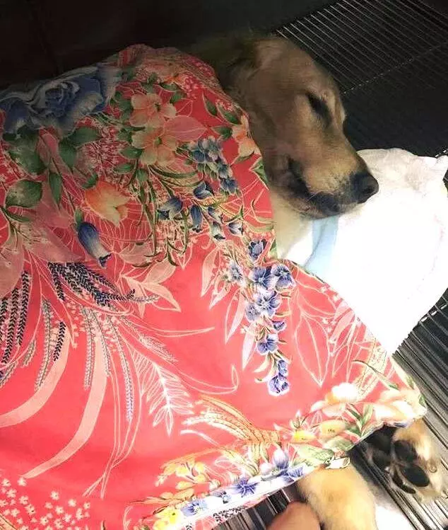 狗狗生病前都有哪些症狀,及時治療,效果更好