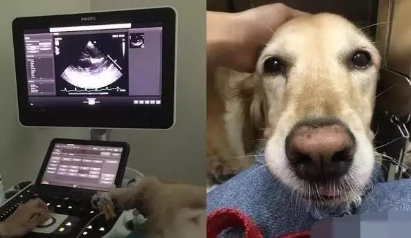 狗狗生病前都有哪些症狀,及時治療,效果更好
