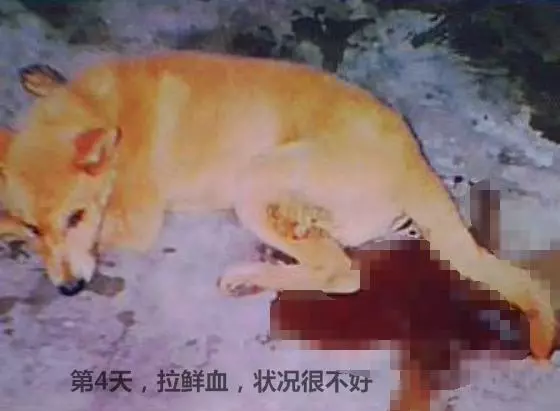 狗狗生病前都有哪些症狀,及時治療,效果更好