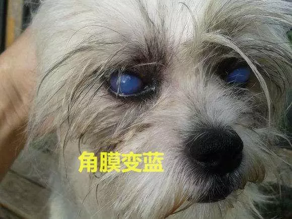 狗狗生病前都有哪些症狀,及時治療,效果更好