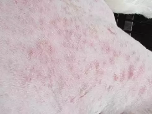 狗狗生病前都有哪些症狀,及時治療,效果更好