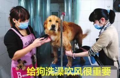 狗狗生病前都有哪些症狀,及時治療,效果更好
