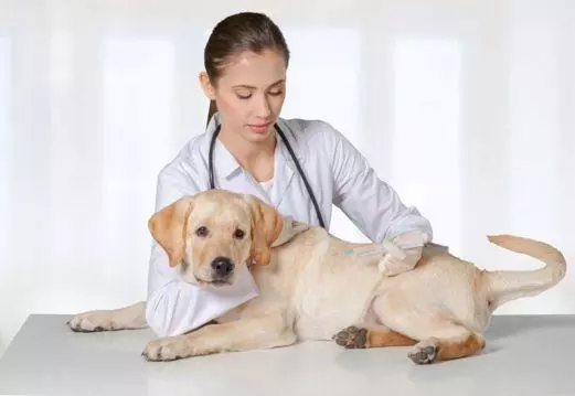 狗狗生病前都有哪些症狀,及時治療,效果更好