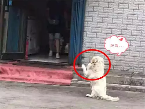 流浪狗究竟有沒有生存的必要?看完很多人沉默了