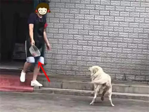 流浪狗究竟有沒有生存的必要?看完很多人沉默了