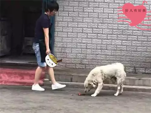 流浪狗究竟有沒有生存的必要?看完很多人沉默了