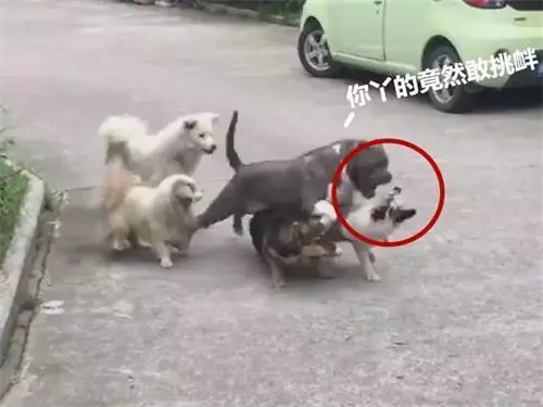 流浪狗究竟有沒有生存的必要?看完很多人沉默了