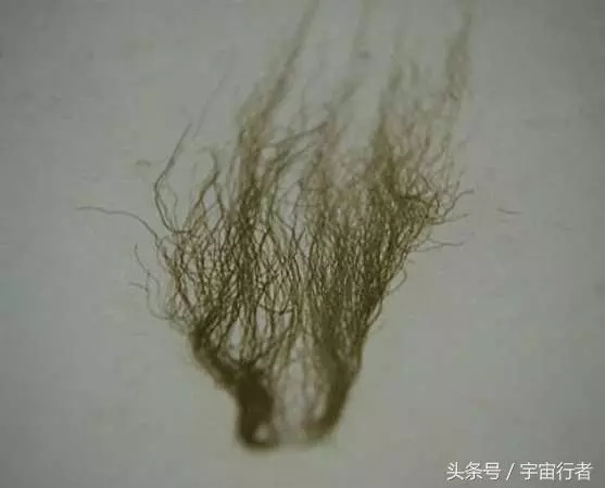 罕見石頭被發現,其上長滿了「頭髮」,遠遠看過去極為詭異