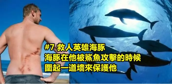 盤點史上7種「曾經救過人命」的英雄動物們!