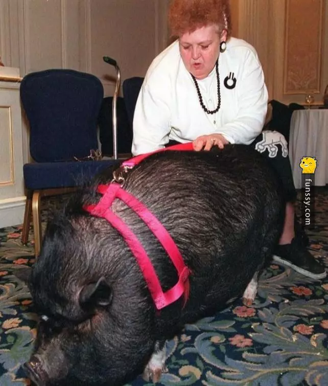 盤點史上7種「曾經救過人命」的英雄動物們!