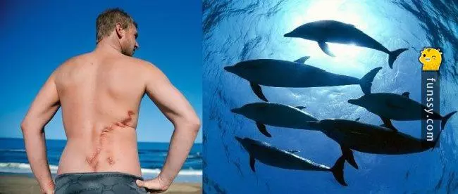 盤點史上7種「曾經救過人命」的英雄動物們!