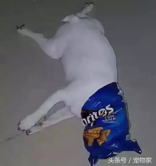 異煙肼事件,教您如何讓狗狗不撿食不亂吃