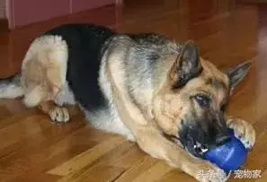 異煙肼事件,教您如何讓狗狗不撿食不亂吃
