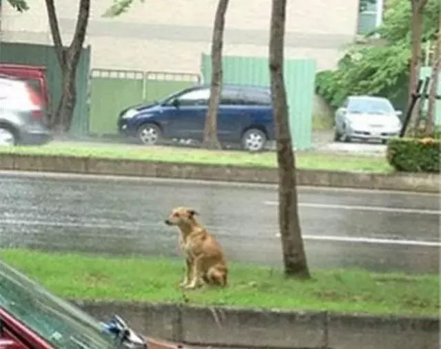 請你丟狗的時候,不要再對狗說:等在這裡,不許走