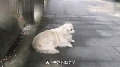 請你丟狗的時候,不要再對狗說:等在這裡,不許走