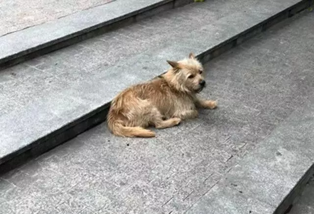 請你丟狗的時候,不要再對狗說:等在這裡,不許走