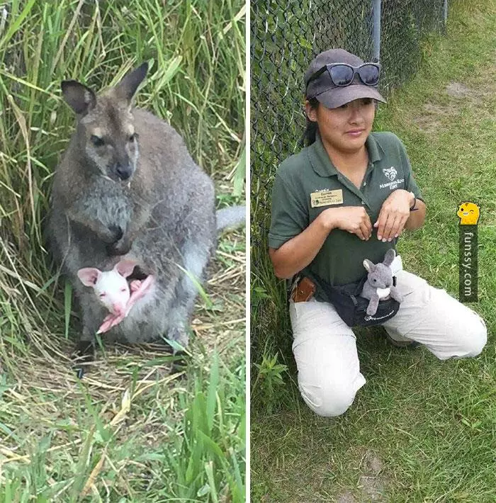 16張證明「動物管理員會變得越來越像動物」的超爆笑照片!