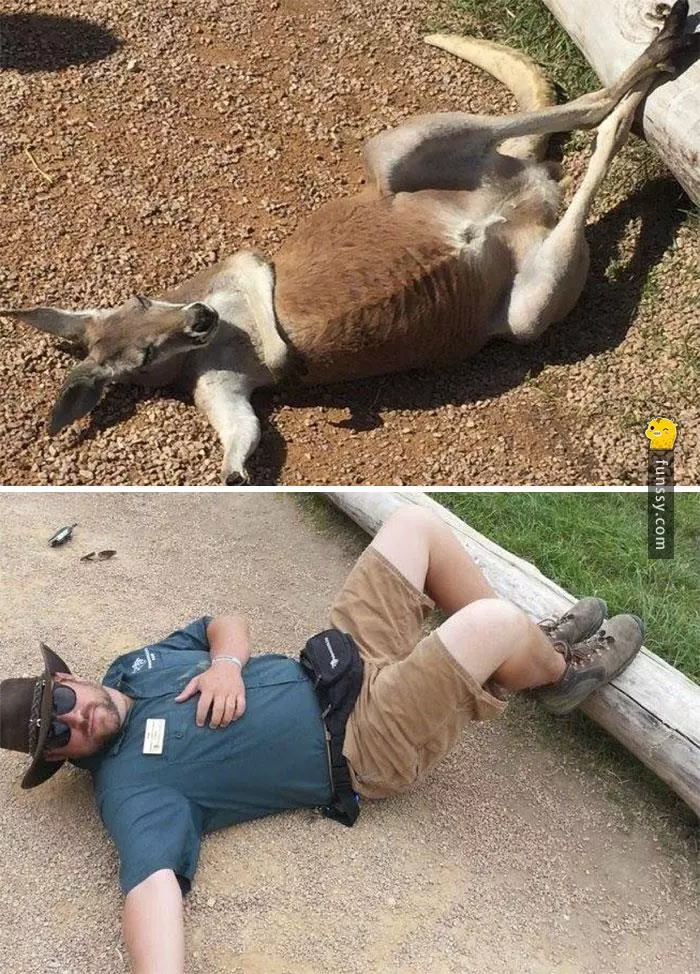 16張證明「動物管理員會變得越來越像動物」的超爆笑照片!
