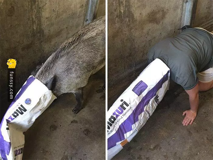 16張證明「動物管理員會變得越來越像動物」的超爆笑照片!