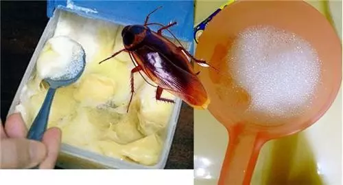 超神!自從我用過這招一周後,蟑螂螞蟻蚊子已不住我家!能100%見效又不殺生!快學!